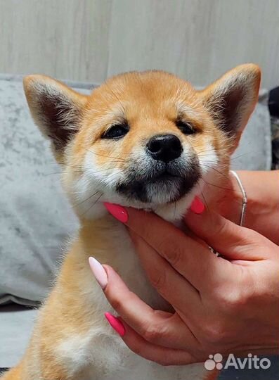 Сиба ину девочка