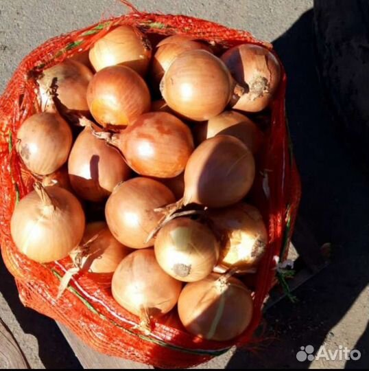 Лук репчатый оптом