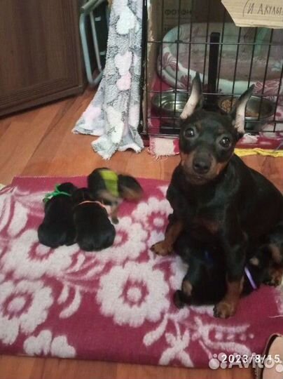 Щенки цвергпинчера