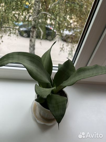 Продам комнатные растения