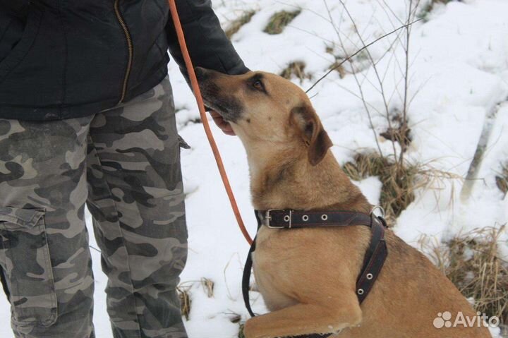 Собака Альфа в добрые руки