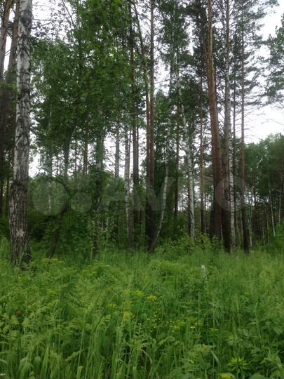 Участок 12 сот. (ИЖС)