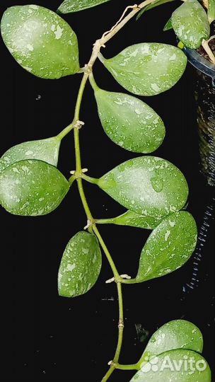 Хойи, укоренёные и на срез