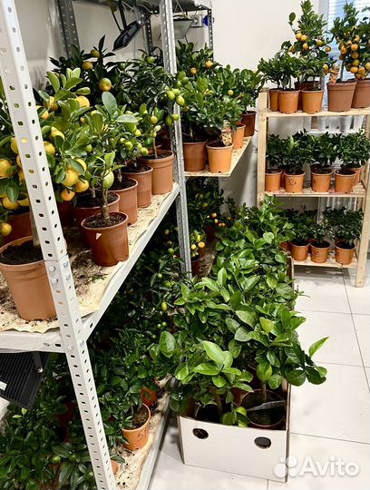 Мандариновое дерево