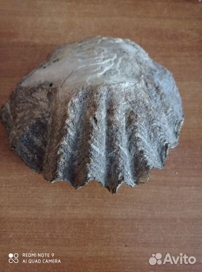 Морские кораллы и ракушки