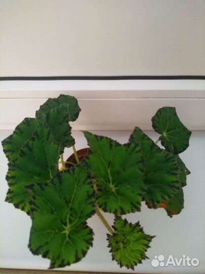 Бегония тигровая