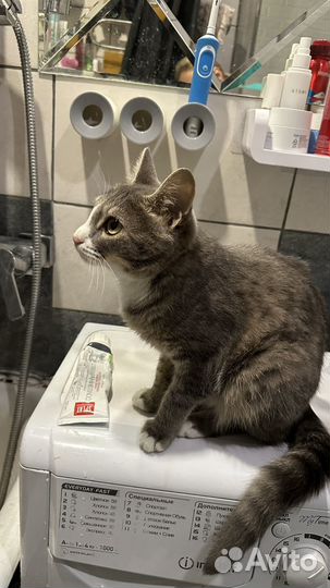 Отдам в добрые руки