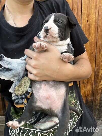 Щенки амстаффа