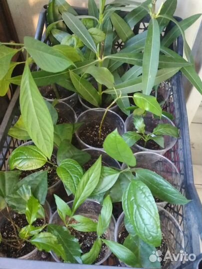 Дифенбахия, монстера