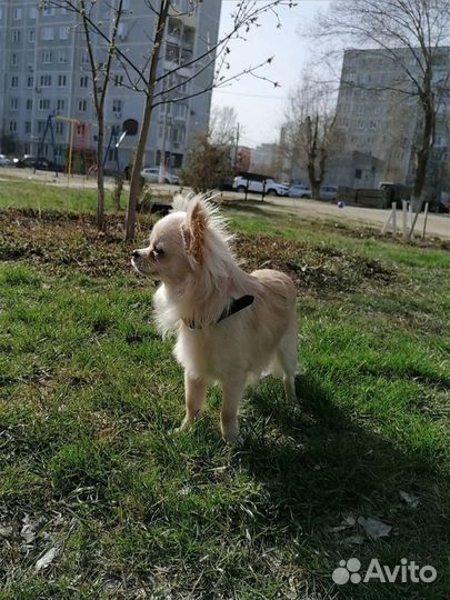 Вязка