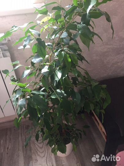 Бенджамина фикус