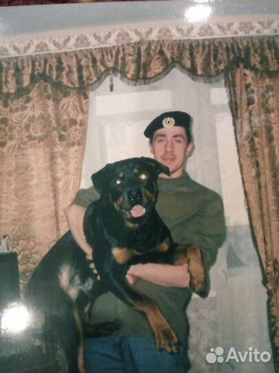 Дрессировка собак