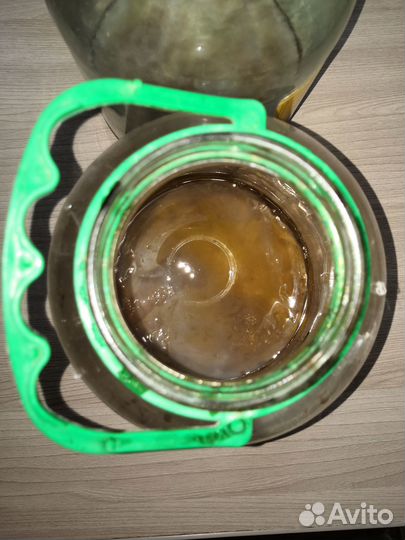 Чайный гриб комбуча