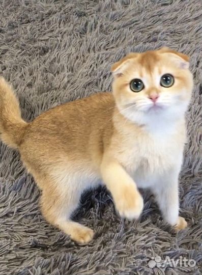 Шотландские золотые котята