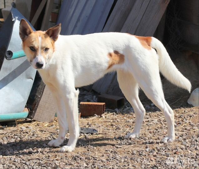 Собака Лира