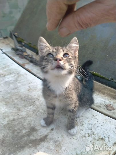 Отдам в добрые руки маленького котенка