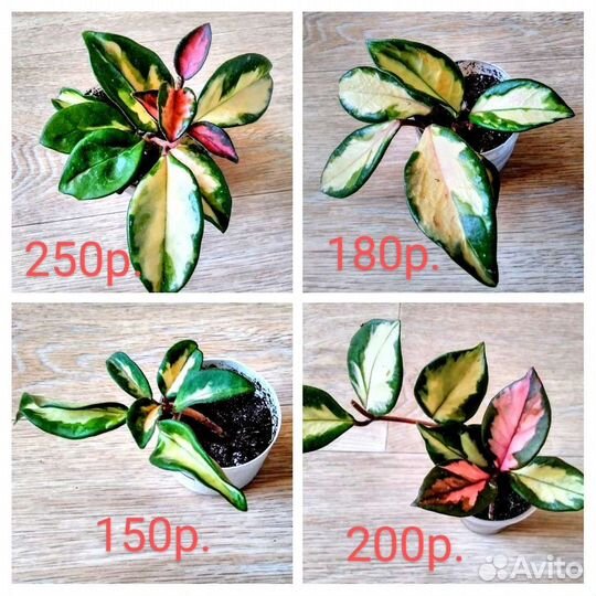 Пальма,хойя,драцена