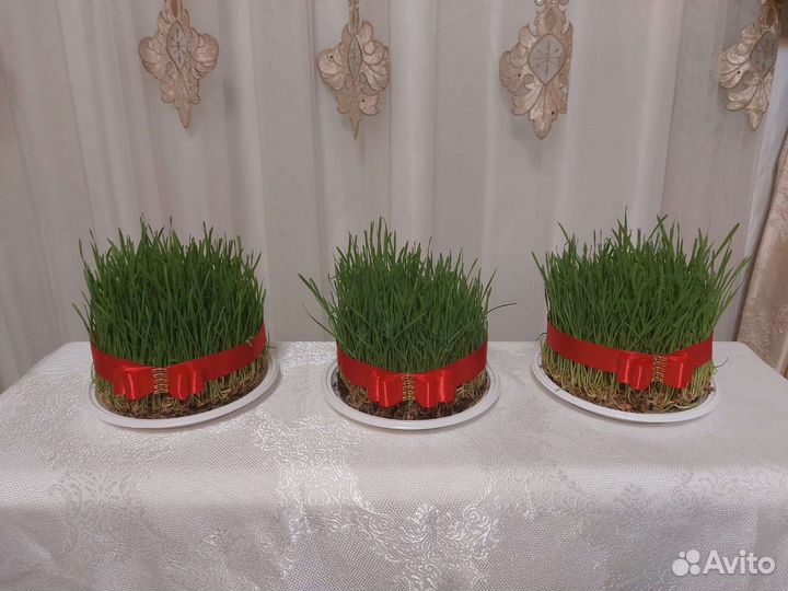 Семени,трава для животных