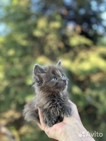 Пушистый котенок в добрые руки