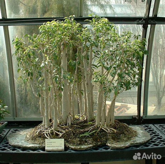 Фикус Бенджамина