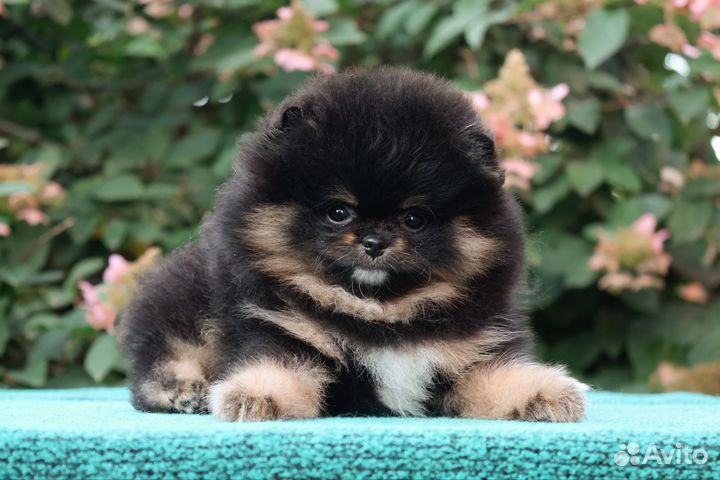 Померанский шпиц девочка