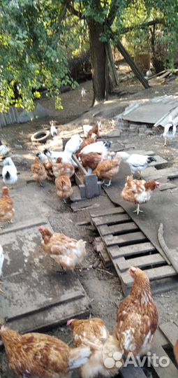 Продаю курей
