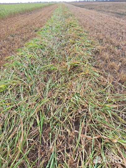 Продам сено в тюках