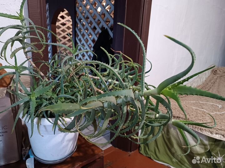 Толстянка, алоэ