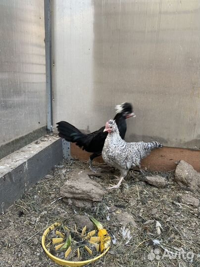 Петухи,куры голландские,легбар,павловское,виандот