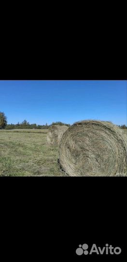 Продам сено