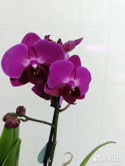 Орхидея