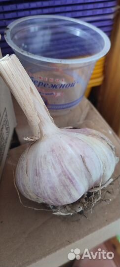 Высокоурожайный крупный чеснок отечественный