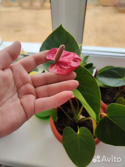 Комнатные цветы антуриум