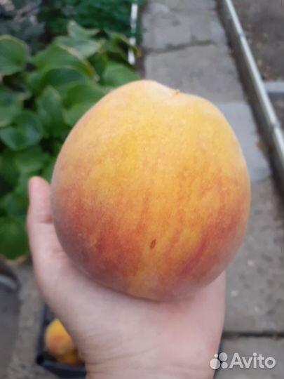Саженцы персика