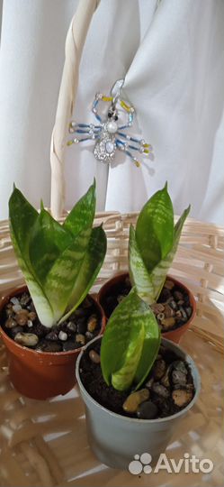 Сансевиерия /коряги