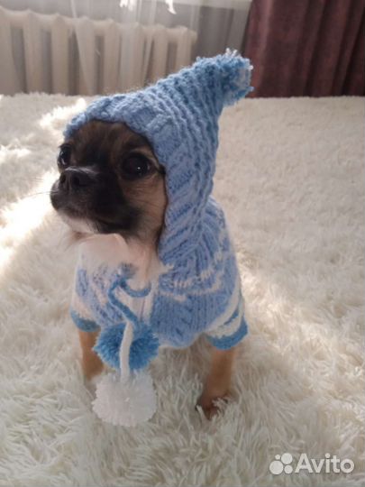 Одежда для маленьких собак