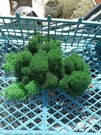 Стабилизированный мох ягель