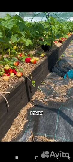 Агроткань (мульча) Agrojutex 130г/м2,Чехия