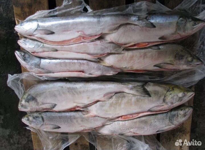Кета свежемороженая