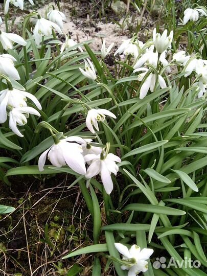 Крокусы и другие цветы