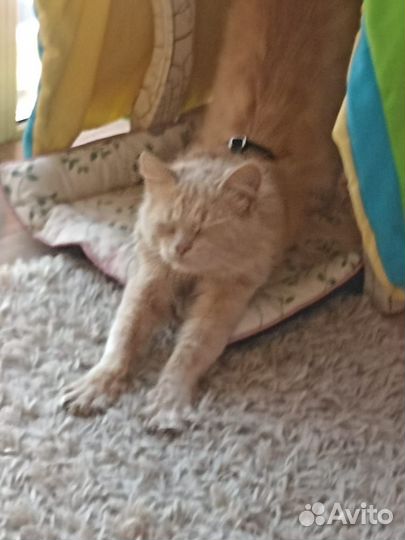 Кот в добрые руки