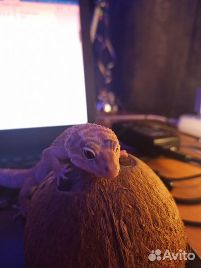 Геккон эублефар