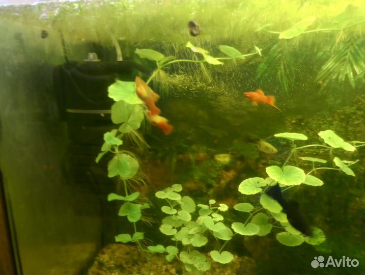 Аквариумные растения бесплатно