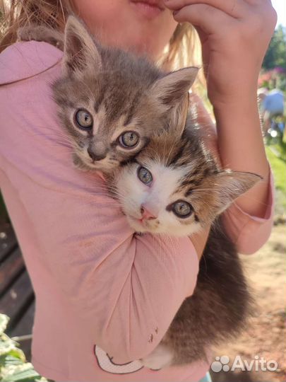 Котята в добрые руки