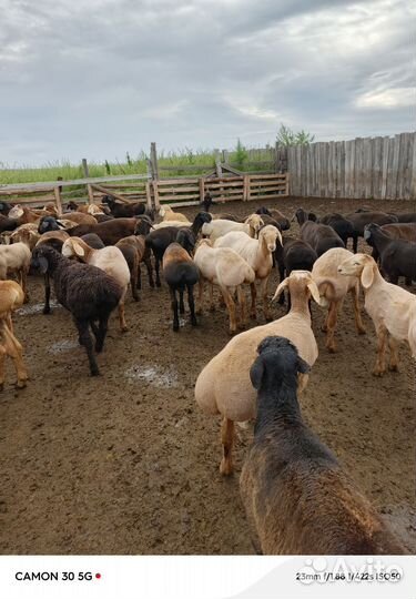 Продаем баранов