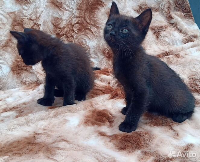 Котята домашние. Отдам котят в добрые руки