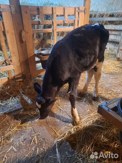 Телята бычки