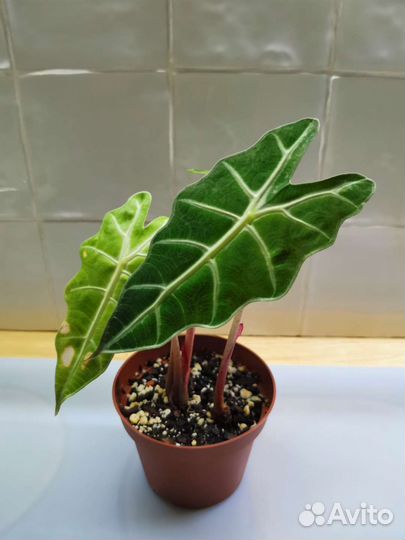 Пилея пеперомиевидная, Алоказия Полли