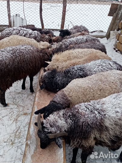 Дорпер 11мес. Обмен