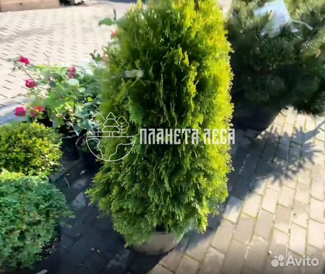 Туя западная Голден Смарагд Морозостойка